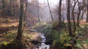 Autumn Forest