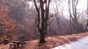 Autumn Forest