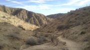 Big Morongo Canyon